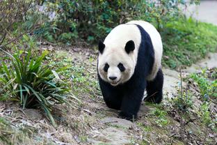 图片报：凯恩为球迷签名时把炸猪排掉在地上，只能将它扔垃圾桶